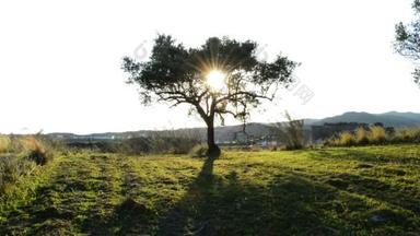 橄榄树在日落时现场